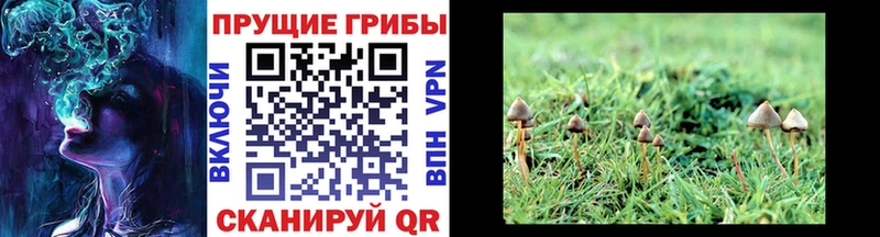 Псилоцибиновые грибы Cubensis  МЕГА ССЫЛКА  Лукоянов  что такое  